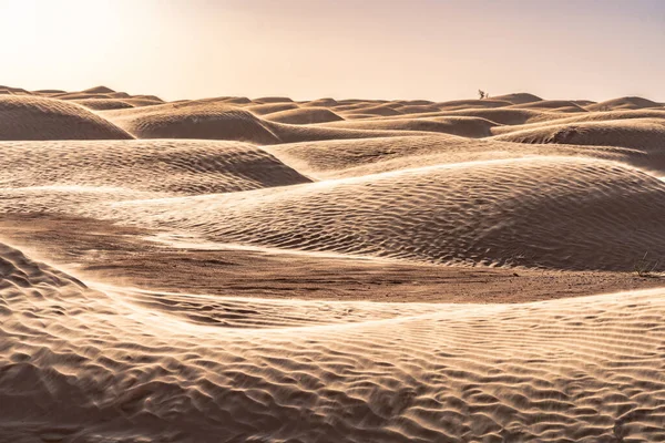 Willkommen Tunesien Ksar Ghilane Und Die Sahara — Stockfoto