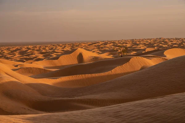Tunus 'a hoş geldiniz: Ksar ghilane ve Sahra Çölü 