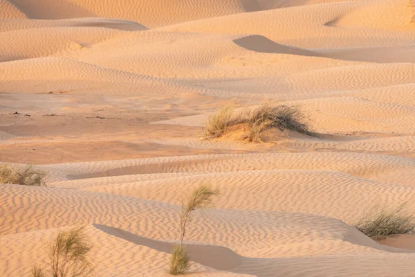 Welcome South Tunisia Ksar Ghilane Begining Sahara Desert — Stock Photo, Image