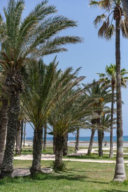 Tunus 'a hoş geldiniz: Manastır 