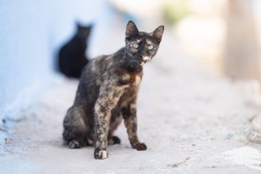 Tunus 'a hoş geldiniz: Kedi.