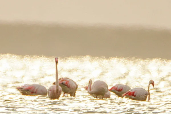 Willkommen Bei Thunfisch Flamengo — Stockfoto