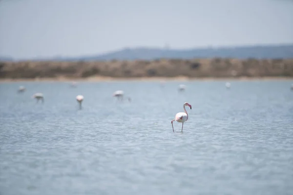 welcome to east tunisian coast : monastir