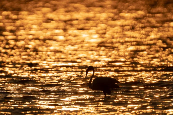 Flamboyans Större Flamingos Tunisien — Stockfoto