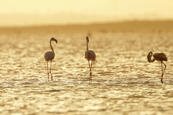 Flamboyance Greater Flamingos Tunisia — Stock Photo, Image