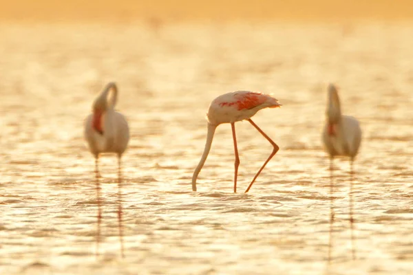 Wybuch Większych Flamingów Tunezji — Zdjęcie stockowe