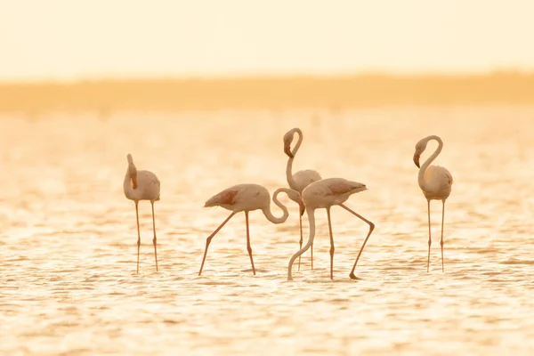 Flamboyance Greater Flamingos Tunisia — Stock Photo, Image