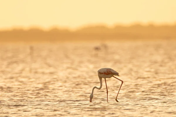 Una Extravagancia Flamencos Más Grandes Tunisia — Foto de Stock