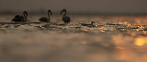 突尼斯大火烈鸟的盛况 — 图库照片