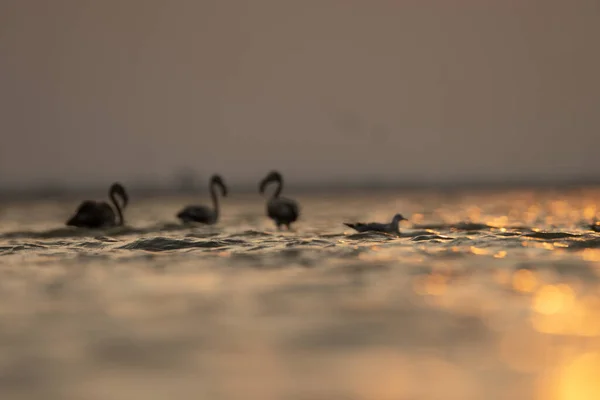 Flamboyance Greater Flamingos Tunisia — Stock Photo, Image