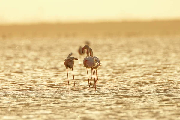 Flamingos Überschwang Tunesien — Stockfoto