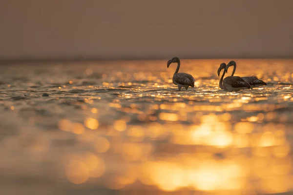 Flamboyance Flamingos Maiores Tunisia — Fotografia de Stock