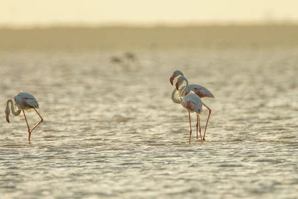 Flamboyance Greater Flamingos Tunisia — Stock Photo, Image