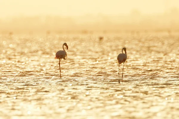 Flamingos Überschwang Tunesien — Stockfoto