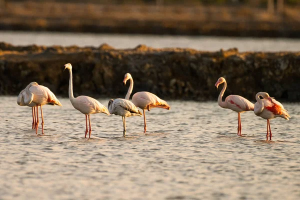 Flamingos Überschwang Tunesien — Stockfoto