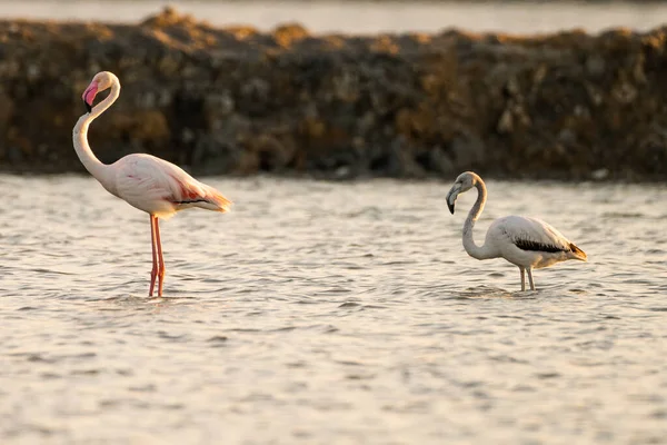 Flamingos Überschwang Tunesien — Stockfoto