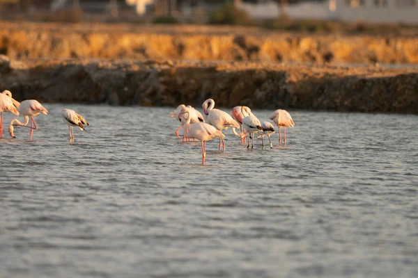 Flamingos Überschwang Tunesien — Stockfoto