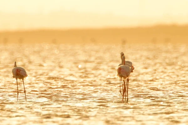 Flamingos Überschwang Tunesien — Stockfoto