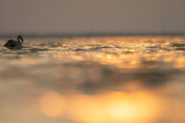 Ohromení Plameňáků Tunisku — Stock fotografie