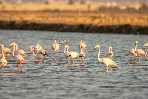 Flamingos Überschwang Tunesien — Stockfoto