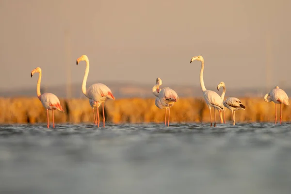 Flamboyance Flamingos Maiores Tunisia — Fotografia de Stock