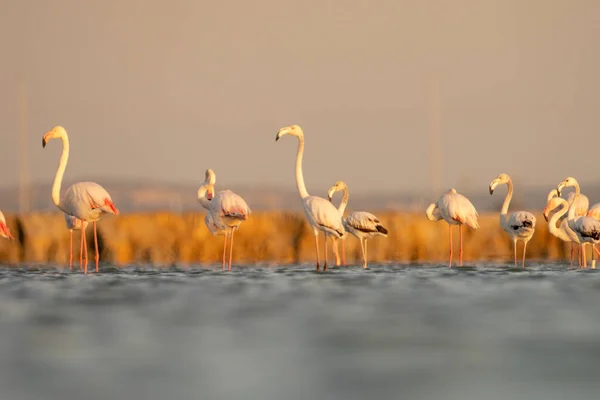 Flamingos Überschwang Tunesien — Stockfoto