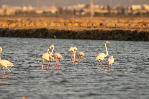 Flamingos Überschwang Tunesien — Stockfoto