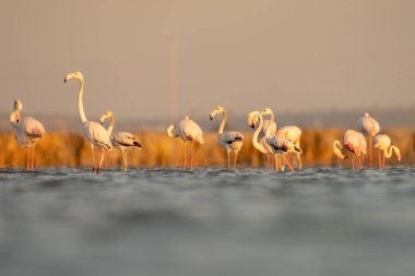 Tunus 'taki büyük flamingoların göz kamaştırıcı görüntüsü.