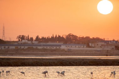 Tunus 'taki büyük flamingoların göz kamaştırıcı görüntüsü.