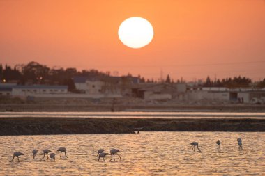Tunus 'taki büyük flamingoların göz kamaştırıcı görüntüsü.