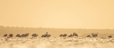 Tunus 'taki büyük flamingoların göz kamaştırıcı görüntüsü.
