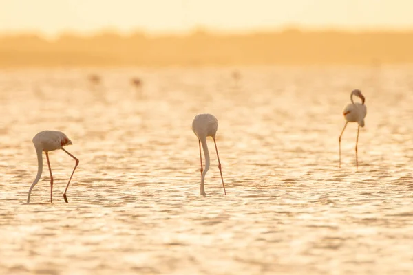 Flamboyance Flamingos Maiores Tunisia — Fotografia de Stock