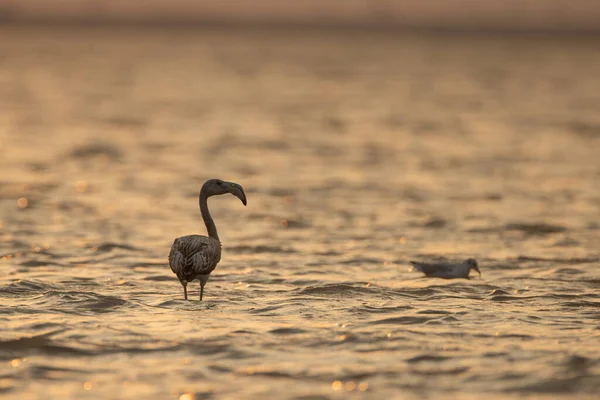 Ohromení Plameňáků Tunisku — Stock fotografie