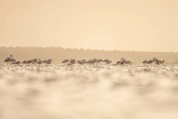 Una Extravagancia Flamencos Más Grandes Tunisia —  Fotos de Stock