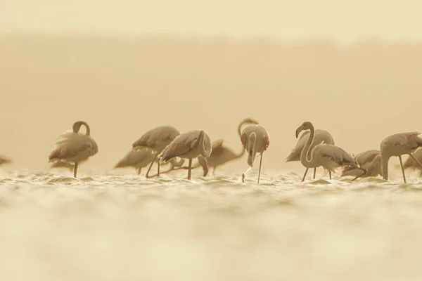 Flamboyance Greater Flamingos Tunisia — Stock Photo, Image