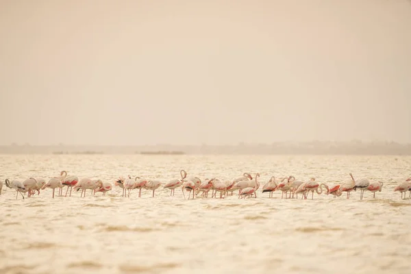 Flamingos Überschwang Tunesien — Stockfoto