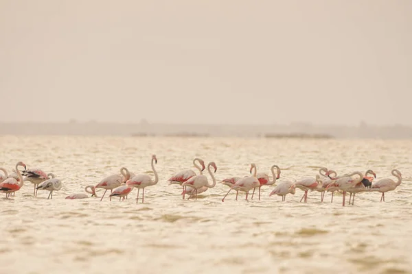 Flamingos Überschwang Tunesien — Stockfoto