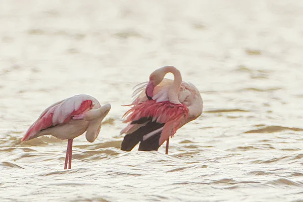 Flamboyance Flamingos Maiores Tunisia — Fotografia de Stock