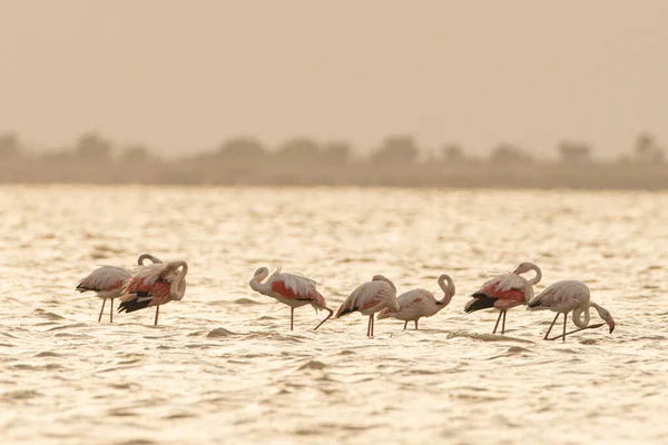 Une Flamboyance Grands Flamants Roses Tunisie — Photo