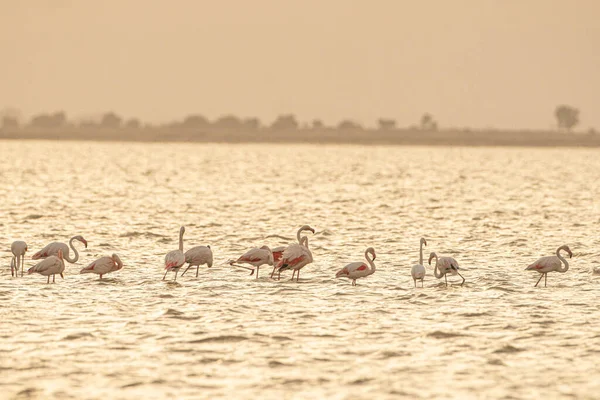 Flamboyance Greater Flamingos Tunisia — Stock Photo, Image