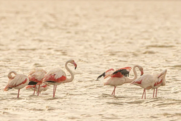 Une Flamboyance Grands Flamants Roses Tunisie — Photo