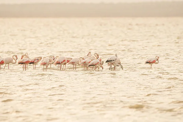 Flamingos Überschwang Tunesien — Stockfoto