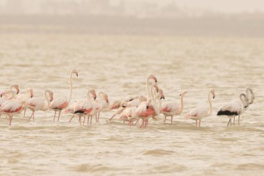 Tunus 'taki büyük flamingoların göz kamaştırıcı görüntüsü.