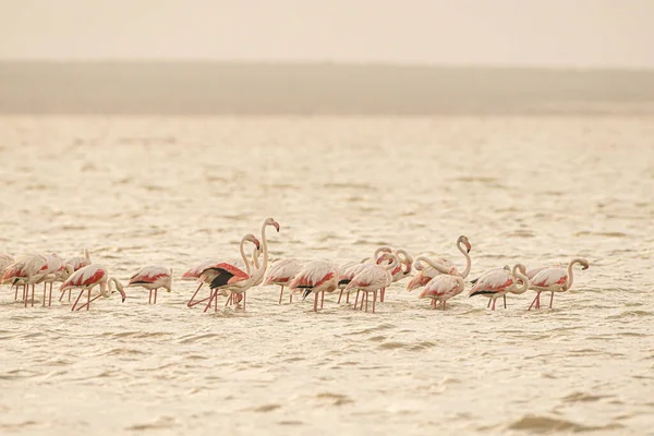 Пламя Больших Фламинго Тунисе — стоковое фото