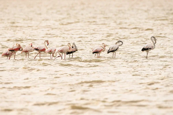 Flamboyance Flamingos Maiores Tunisia — Fotografia de Stock