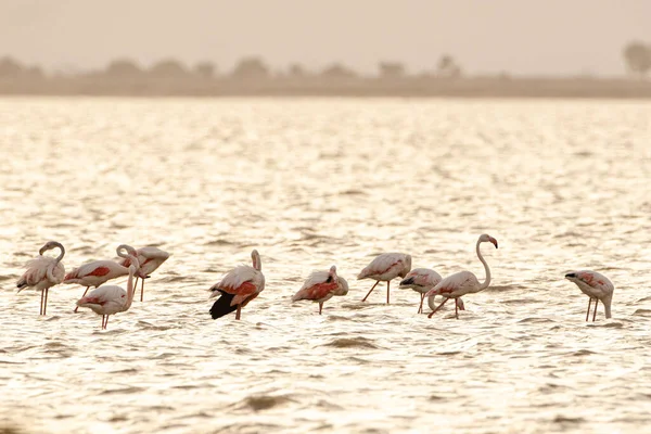 Flamingos Überschwang Tunesien — Stockfoto