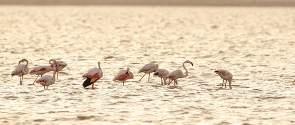 Flamboyance Flamingos Maiores Tunisia — Fotografia de Stock