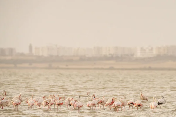 Flamingos Überschwang Tunesien — Stockfoto