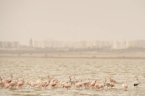 Flamingos Überschwang Tunesien — Stockfoto