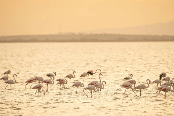 Flamingos Überschwang Tunesien — Stockfoto